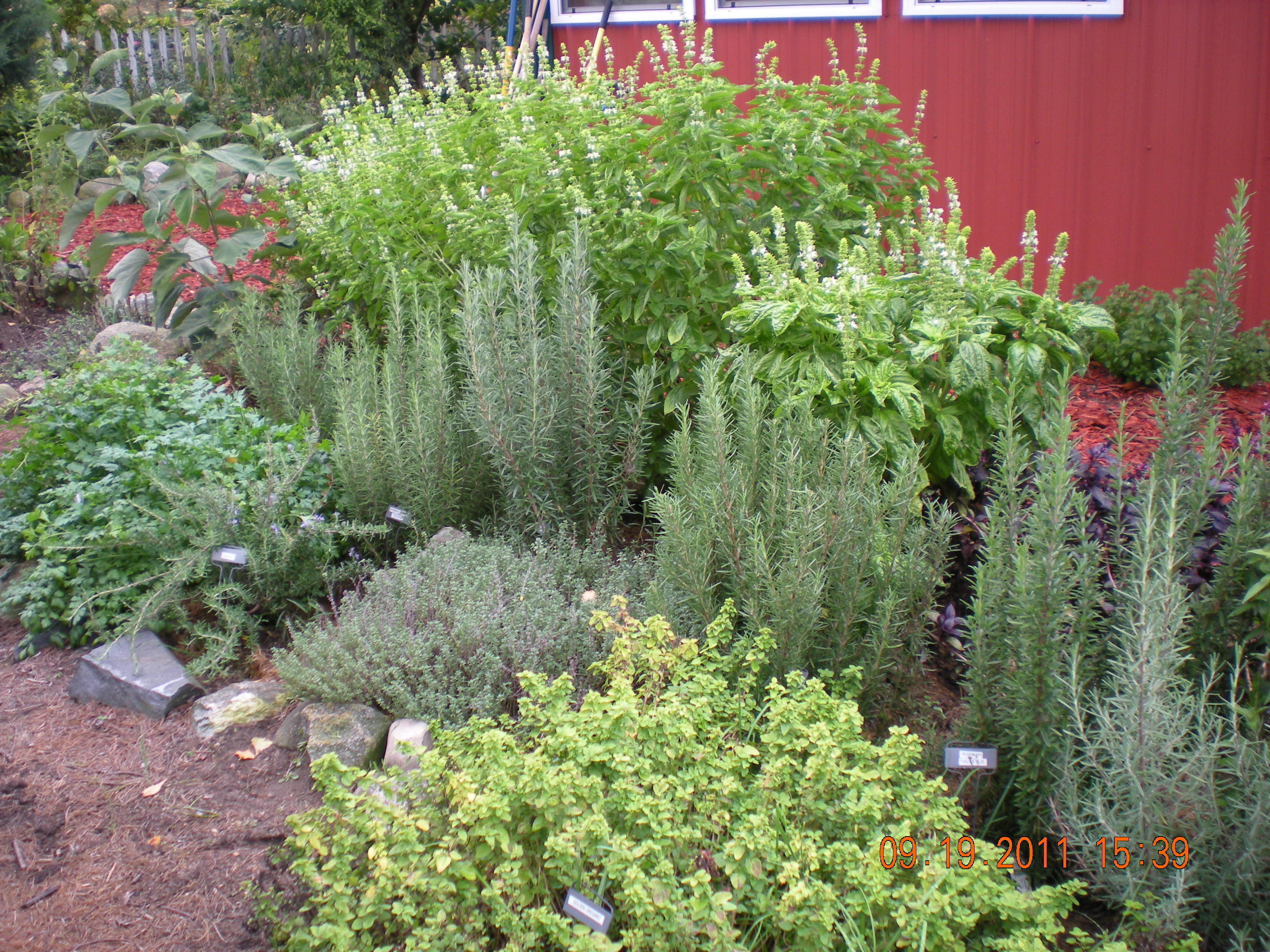 the herb garden