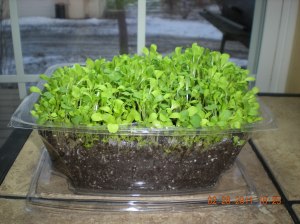 Mixed lettuce and herb micro greens